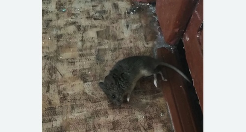 Дезинфекция от мышей в Городище
