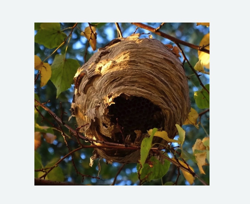 Обработка от шершней в Городище