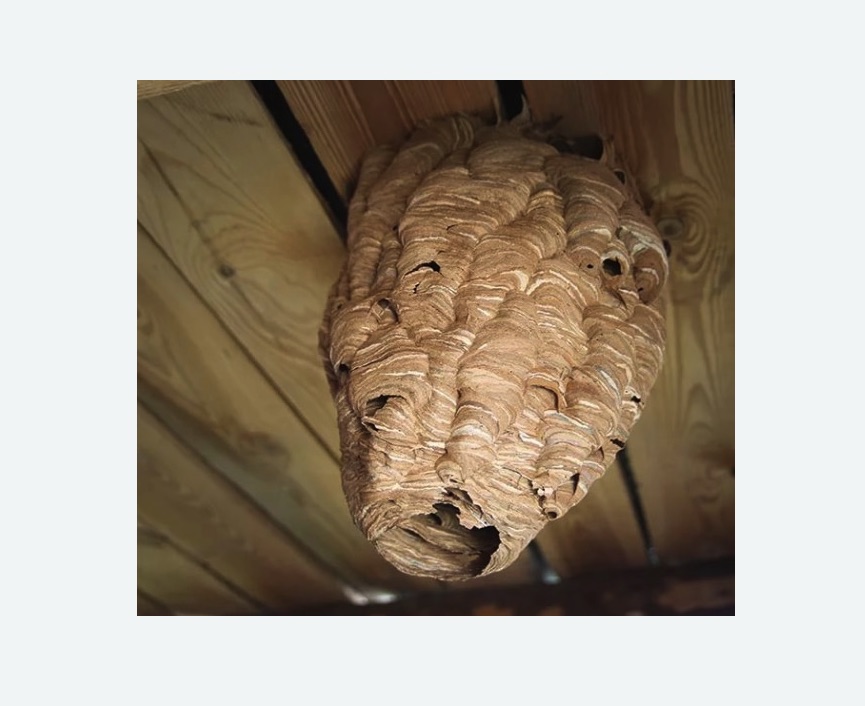 обработка от шершней в Городище