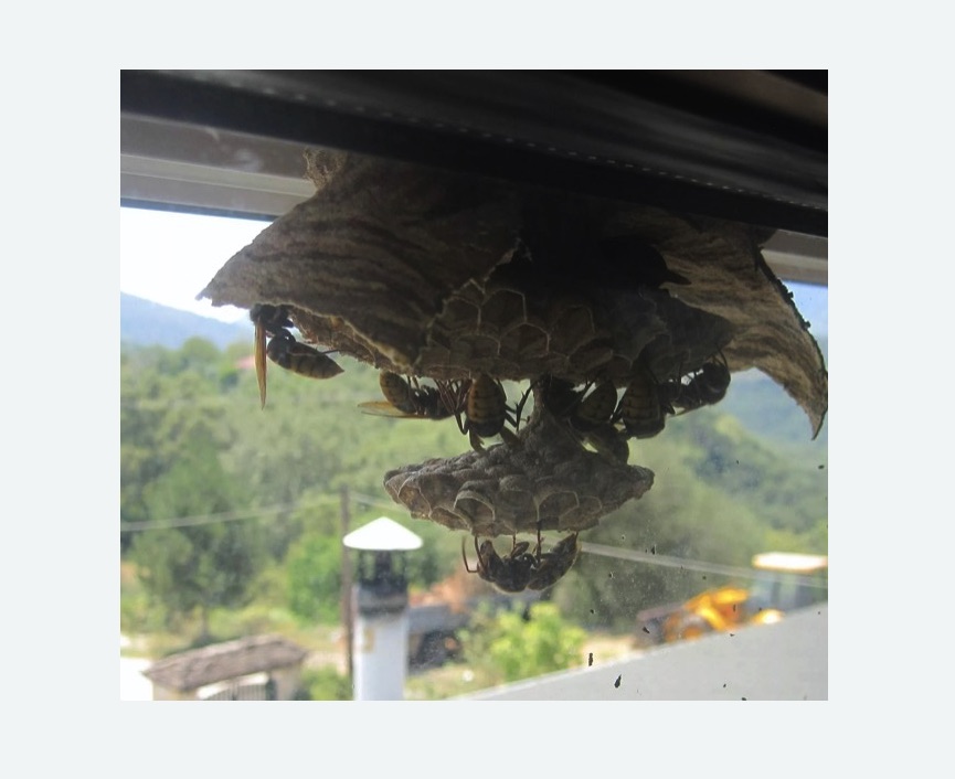 Уничтожение гнёзд шершней в Городище