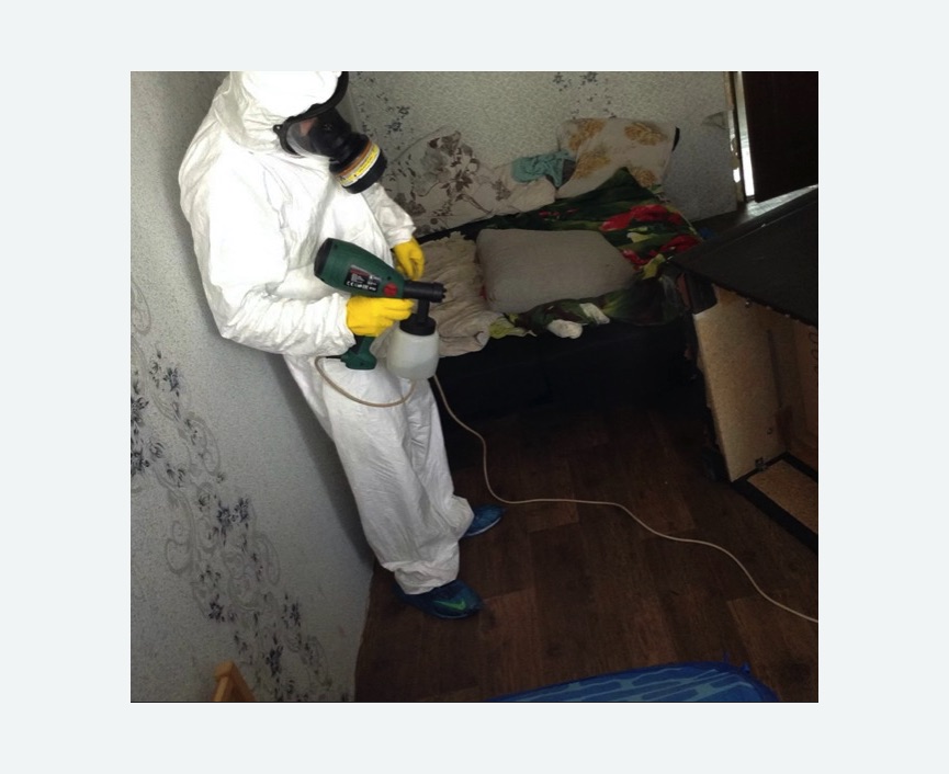 Обработка от насекомых в Городище Обработка квартиры от насекомых