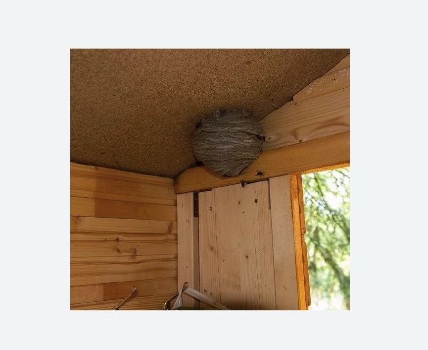 Обработка от ос в Городище Обработка от ос