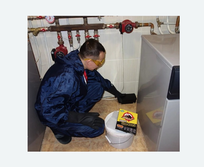 Уничтожение крыс Уничтожение крыс в Городище