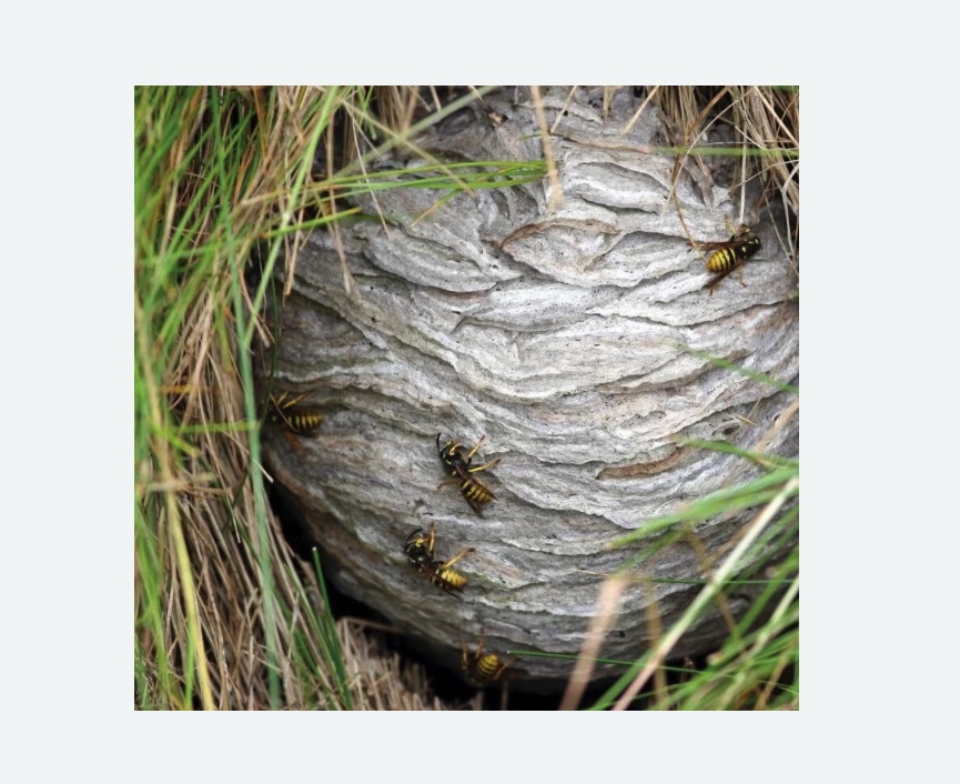 Уничтожение ос и ульев Уничтожение ос и ульев в Городище